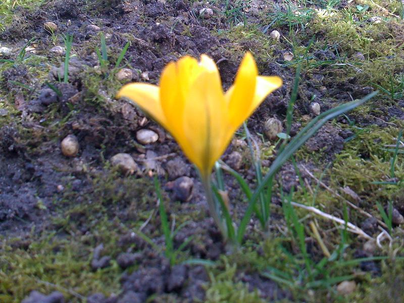 Crocus